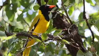 Black-headed Oriole call / sound