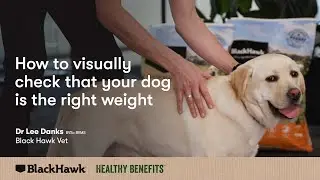 Checking your Dog's Weight   Dr Lee Danks