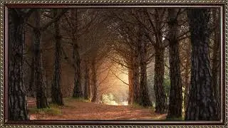 Magical path in the forest | Art Framed Screensaver | Art for Your TV | 4K 🔔