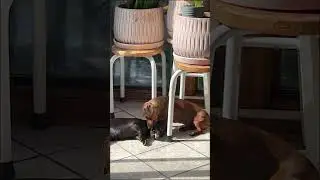 The true meaning of love🐶