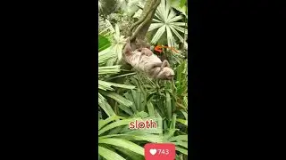 Baby sloth sleeps on his mother! #baby #cute #babyanimal #animals #wildlife #animalparents