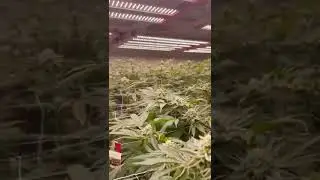 Amazing double stack growing with Enlite Flora780W in Cali, check the density of the buds 🤩🤩
