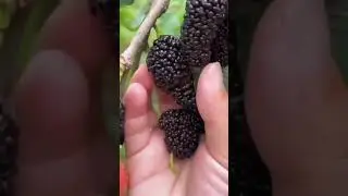 Shehtut Fruit || Mulberry fruit #video