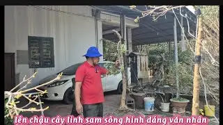 Lên chậu cây linh sam sông hinh dáng văn nhân ||  Châu ngọc vlog & bonsai 