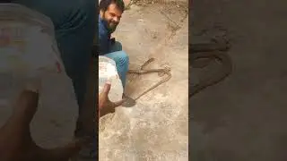 Catching 🐍 and Released into the wild... #trending #vlog #entertainment #snake 