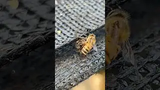 Worker bee a bring d@ad bees from the hive #beekeeper #honeybeesting #workerbee #beefeater #bee