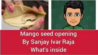 Mango seed opening | what is inside🤔| vlog | by. SANJAY IVAR RAJA.