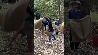 What of the secret of Durian fruit?