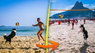Meet Floki, the Dog Who Can Play Volleyball !!!