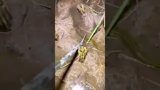 Inovasi Alat Capit Belut Modern Yang Sangat Mudah Di Gunakan #shorts