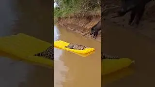 Jaguar es atacada por un jabal&iacute;