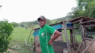 @chegou#mais#mudas#para#chacara#tudo#ficando#perfeito#coisadaroca🤠🙏