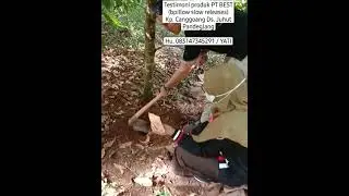 pemupukan pupuk PT BEST/ECO Farming (pupuk pillow slow release) pada tanaman Cengkeh