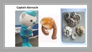 Cute Ecologies: Roundtable