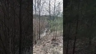 Birds Chirping in the Forest in Early Spring in Lithuania, Europe