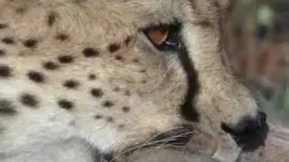 3 Cheetahs Hunting An Ostrich