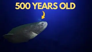 The World's Most Resilient Animals: These Animals Can Survive Anything!