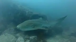 South Solitary Island SCUBA - 09/01/2026