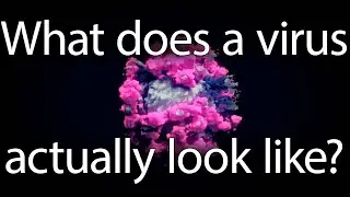 What does a virus actually look like?