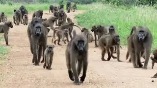 Into the Wild Africa | Epic Safari Adventure & Wildlife Moments