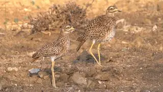 Spotted Thick-knee in Kenya