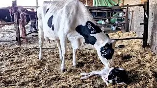 From Birth to First Licks &ndash; A Cow&rsquo;s Natural Instinct