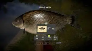 Russian Fishing 4 | Trophy Black Buffalo 17.657kg | Akhtuba River