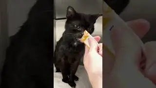 Senior street cat finds his forever home