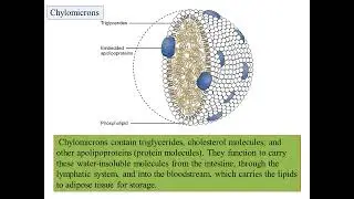 Lipid Metabolism/Fat metabolism triglycerides-Concept of energy in bio systems -OE-MOLECULES OF LIFE