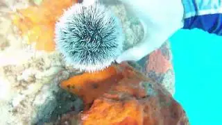 Found this Sea Egg