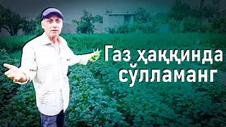 Ойбек Тилло - Газ ҳаққинда сўлламанг (янги шеър)