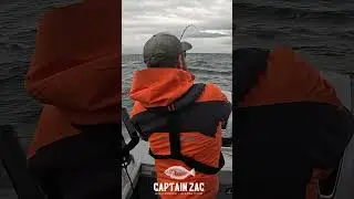 King Salmon Up and Over the Net! #alaska #salmon #fishing #juneau #salmonfishing #kingsalmon #shorts