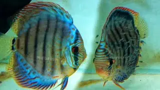 discus fish breeding