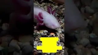 Axolotl, Mexican Salamander Ambystoma Mexicanum or Mexican Walking Fish