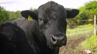 PRODUKTION AF VINTERFODER