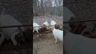 Хорошенькие маленькие жабочки!!🤣🤣 #козы #коза #козьяжизнь #любителикоз #козоводство #козьяферма #...