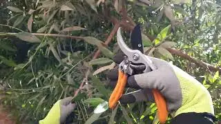 الاكثار الخضرى بالعقلة الجزء الأول دكتور عصام يوسف عبدالحفيظ