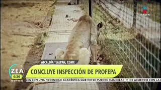 Black Jaguar-White Tiger: Profepa concluye inspecci&oacute;n al predio | Noticias con Francisco Zea