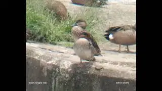Green-winged Teal (American) - Anas crecca carolinensis Ecuador