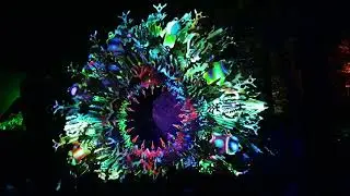 Frantic Noise @ Space Safari 2019 part 2