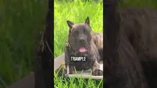 Top 3 Reasons You Shouldn't Own A Presa Canario