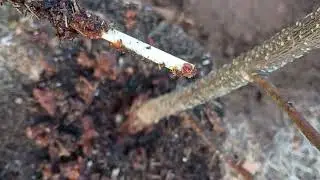 Do you know what this is in my fruit tree? Insect eggs maybe?