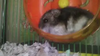 Плохая новость... Джина умерла 😭 чит.опис.