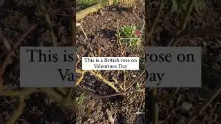 Why are there no British roses on Valentines Day? 🌹 #cutflowers #grownnotflown #stonestaffs