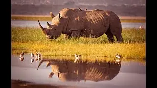 Exploring the Animal Kingdom: Nature&rsquo;s Most Fascinating Beasts! HD 1080P🌿🐯