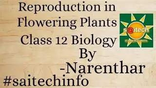 Reproduction in flowering plants - infographics by Narenthar