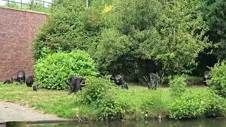 Chester Zoo - Chimpanzee - 8 June 2024