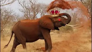 All Of Hollywood Elephant Trumpet Sound Effects (My Last Video Of 2025)