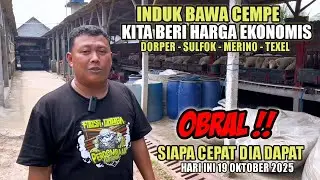 OBRAL BESAR BESARAN HARGA DOMBA PAKET BREEDING INDUK BAWA CEMPE HARGA EKONOMIS SE INDONESIA