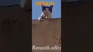 WTF😲 CAT ROCKED REVANTH★EDITZ SHOCKED #shorts